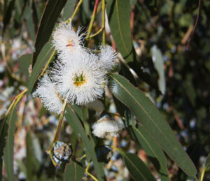 Eucalyptus Globulus— fresh, earthy scent