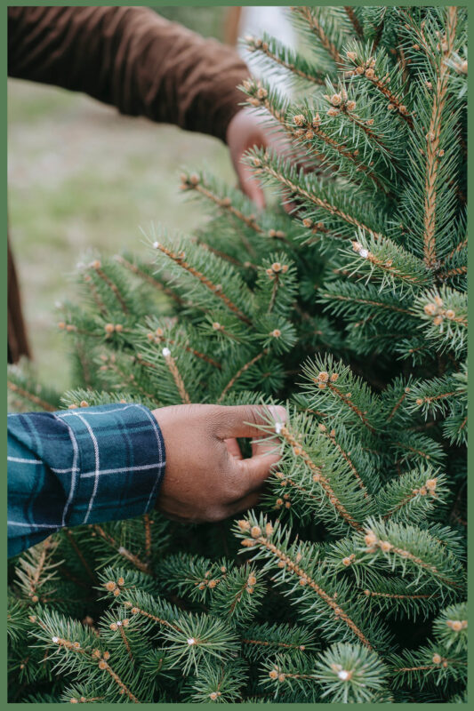 Feel calm, centered, and grounded with e3’s Evergreen Bliss Blend of essential oils that smells like a Christmas tree or a walk in a wintertime forest.