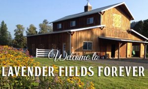 At Lavender Fields Forever you can pick lavender bundles, shop for handcrafted lavender products or learn lavender distillation.