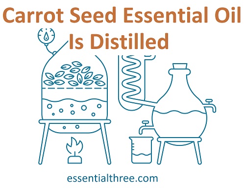 Improve your complexion and hair with Carrot seed essential oil, which is beneficial for skincare and healthy hair