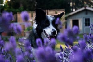 If dogs like the smell of lavender, they’ll let you know by rubbing up against it or licking the air or their mouth.