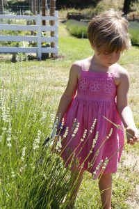 Enjoy our favorite lavender varieties as you tour the Southern Oregon Lavender Festival