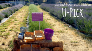 Learn how to grow lavender at our Southern Oregon farm, Lavender Fields Forever.