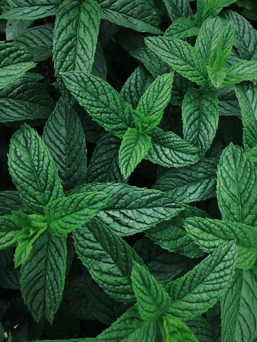 e3's Peppermint Essential Oil is all-natural way to helps ease anxiety, depression, brain fog, headaches, nausea, muscle discomfort, and more.