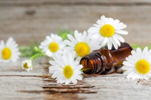 Learn the differences between Roman vs German Chamomile essential oils and how to use their beneficial properties and why using dilutes make good sense. 