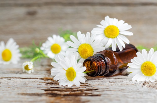 Learn the differences between Roman vs German Chamomile essential oils and how to use their beneficial properties and why using dilutes make good sense.