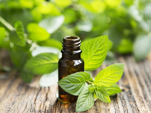 Try these ten uses for peppermint essential oil from foot bath and headache relief to mice and ant deterrent to dog shampoo to bug bite relief and more.