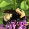 The non-profit organization, Pollinator Project Rogue Valley (PPRV) explains why we need pollinators.